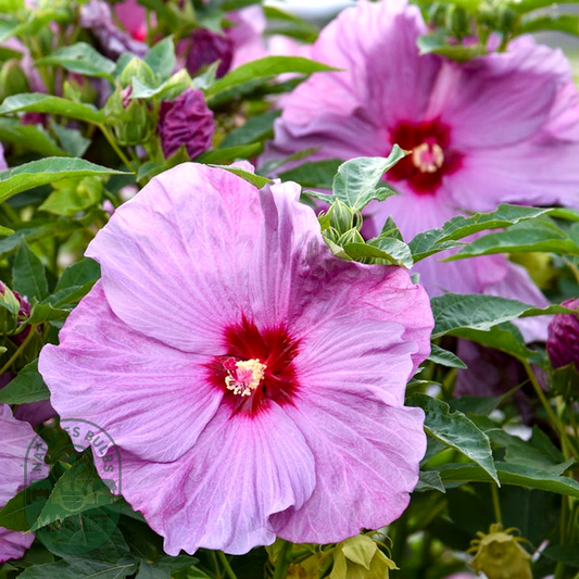 Hibiscus Summerific® 'Lilac Crush' Rose Mallow