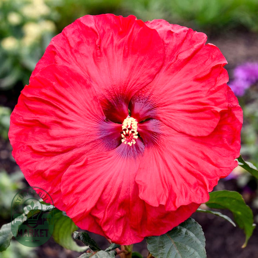 Hibiscus Summerific® 'Valentine's Crush' Rose Mallow