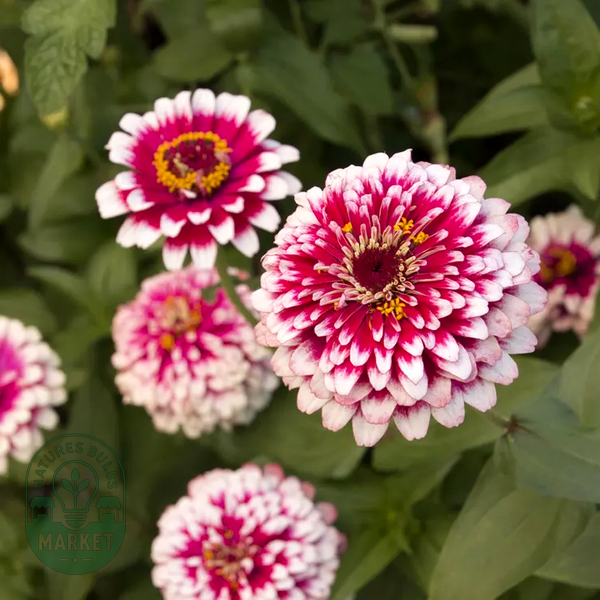Hidden Dragon Zinnia Seeds