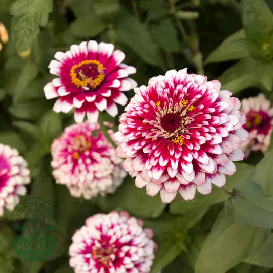Hidden Dragon Zinnia Seeds