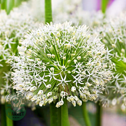 Hirtifolium Var. Album