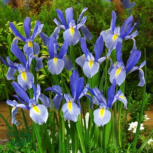 Hollandica Blue