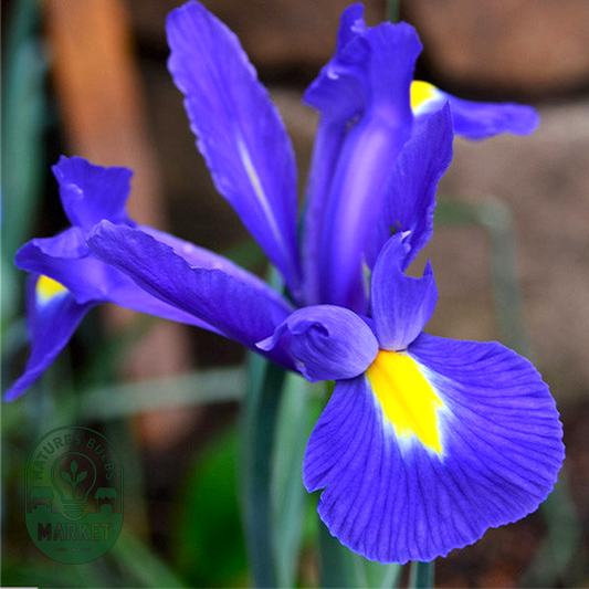 Hollandica Blue Magic