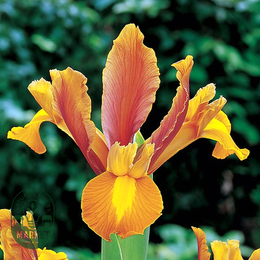 Hollandica Bronze Beauty