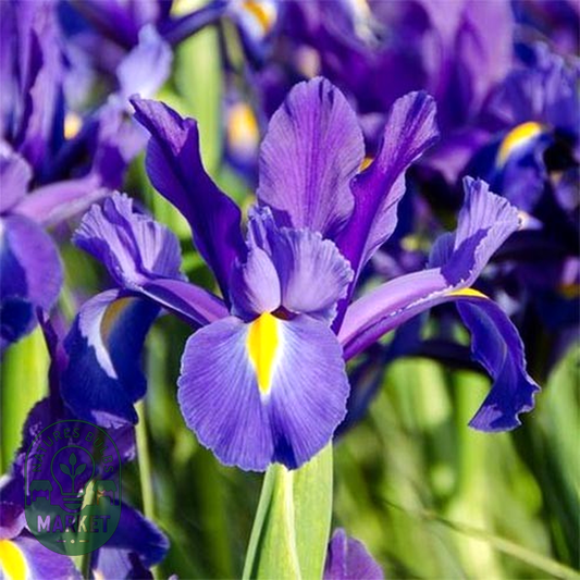 Hollandica Discovery Purple