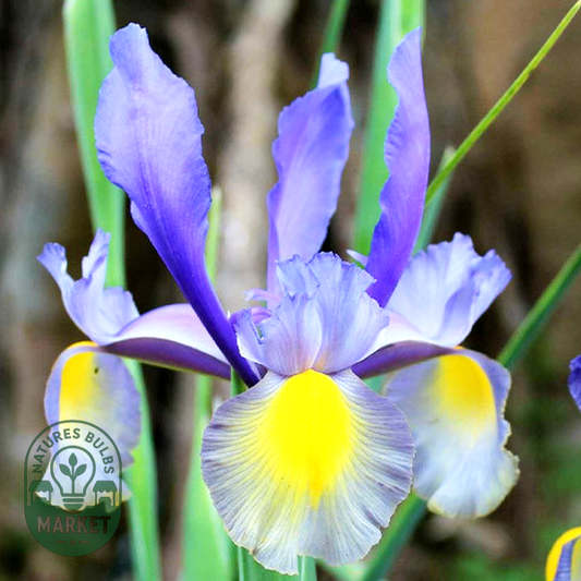 Hollandica Mystic Beauty