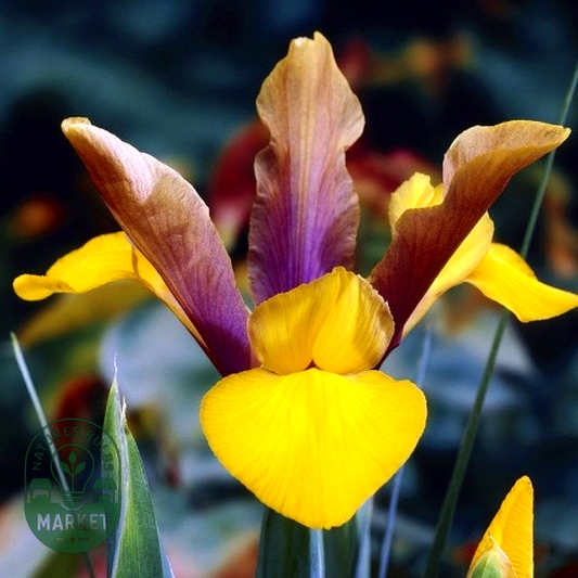 Hollandica Purple-Bronze-Yellow