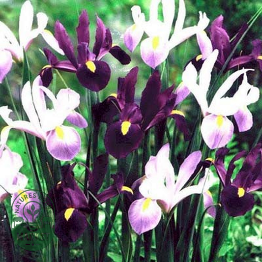 Hollandica Purple Lavender Mix