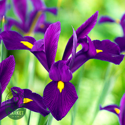 Hollandica Purple Sensation