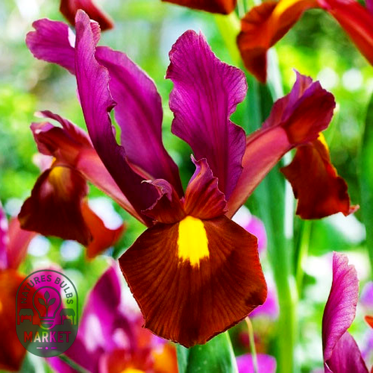 Hollandica Red Ember