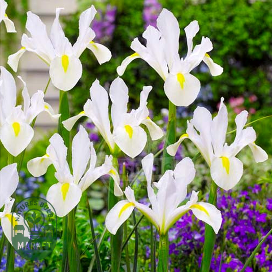 Hollandica White Magic