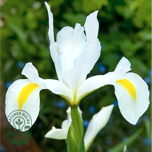 Hollandica White