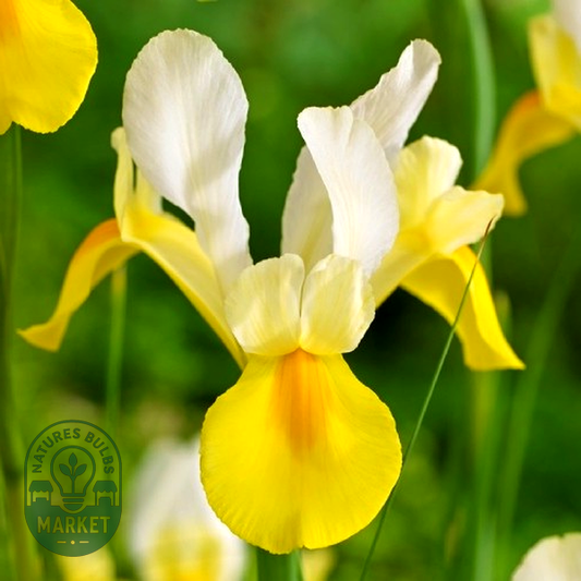 Hollandica Yellow-White