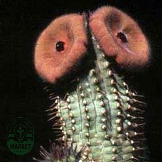 Hoodia dregei