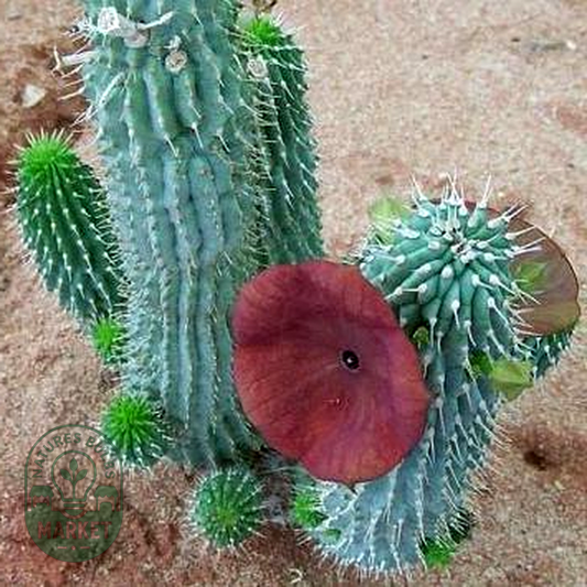 Hoodia juttae