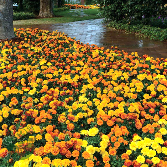 Hot Pak™ Mixture Marigold Seeds