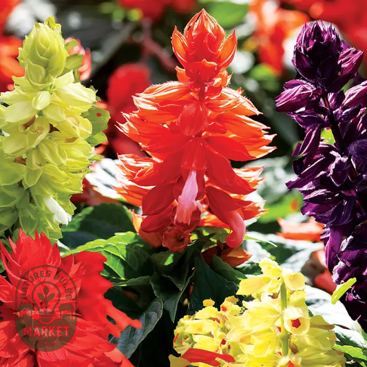 Hotline Improved Mix Salvia Seeds