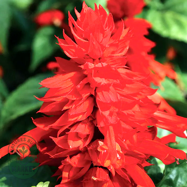 Hotline Improved Red Salvia Seeds
