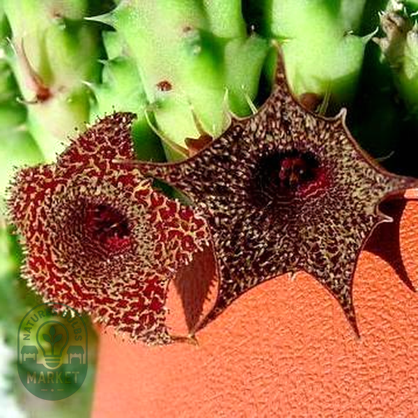 Huernia stapelioides
