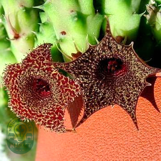 Huernia stapelioides