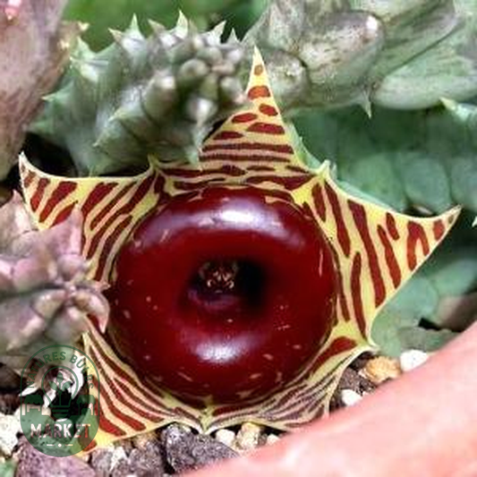Huernia zebrina
