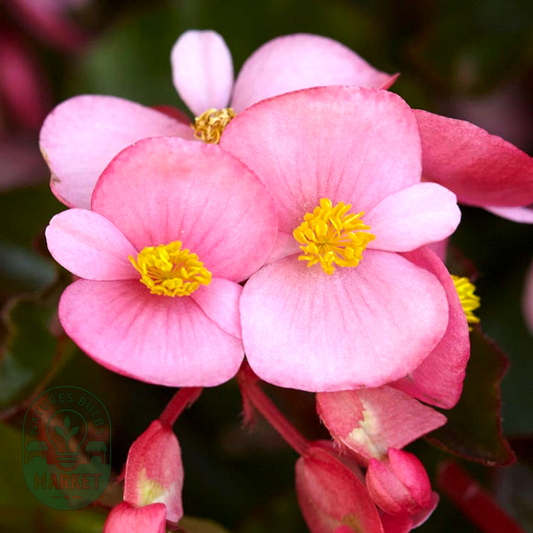 Hula™ Pink Begonia Seeds