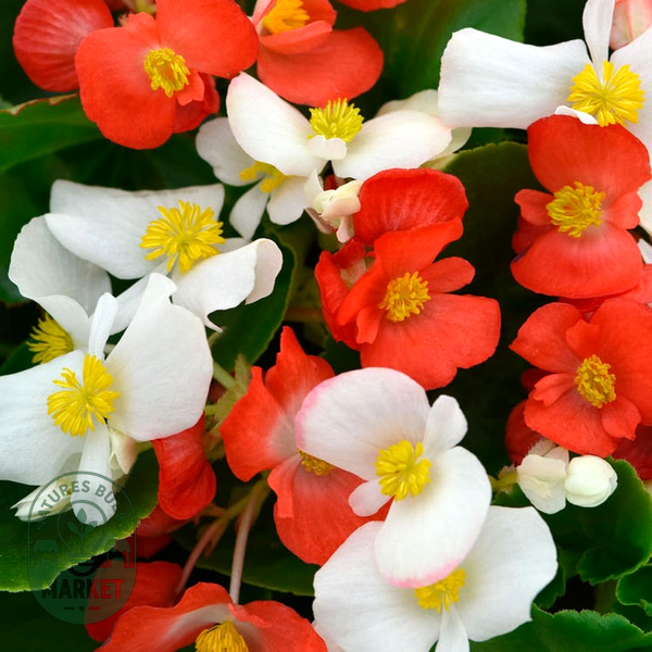 Hula™ Red and White Mix Begonia Seeds