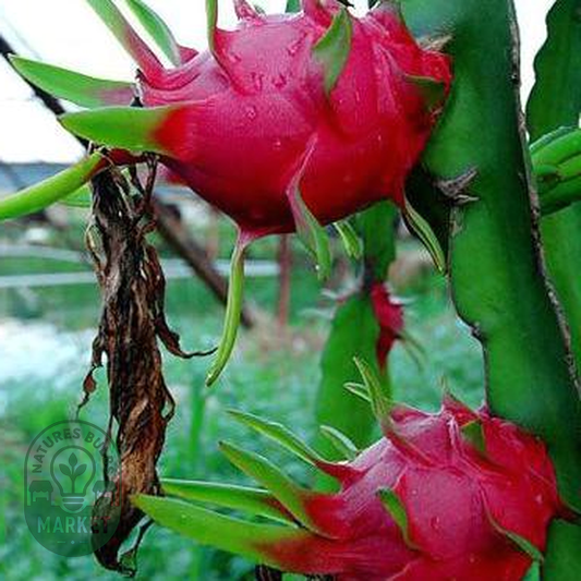 Hylocereus polyrhizus