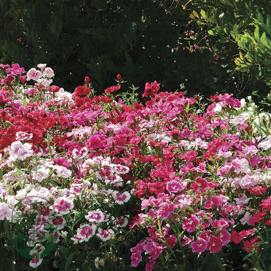 Ideal Select™ Hybrid Mix Dianthus Seeds