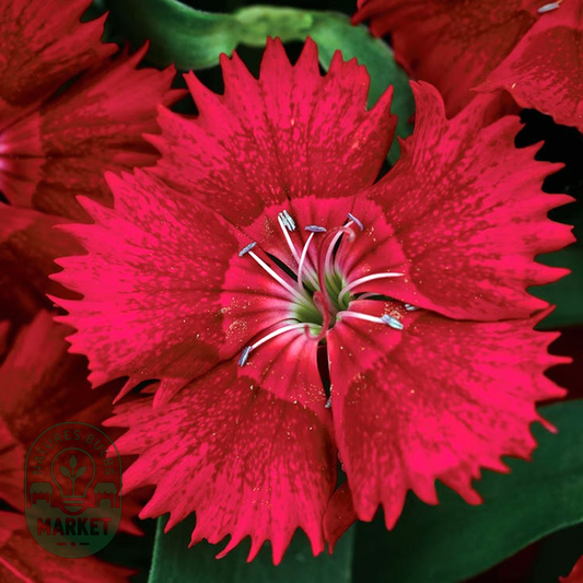Ideal Select™ Red Hybrid Dianthus Seeds