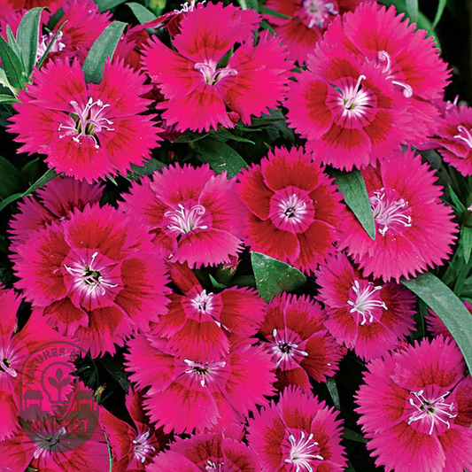 Ideal™ Violet Dianthus Seeds