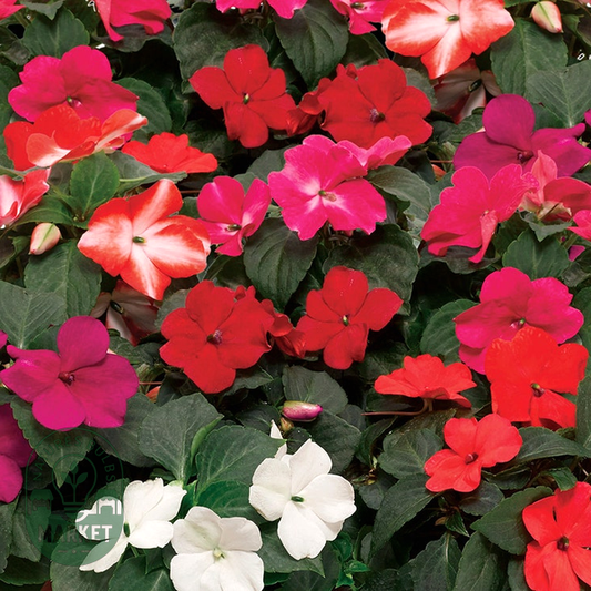 Imara™ XDR Mix Impatiens Seeds