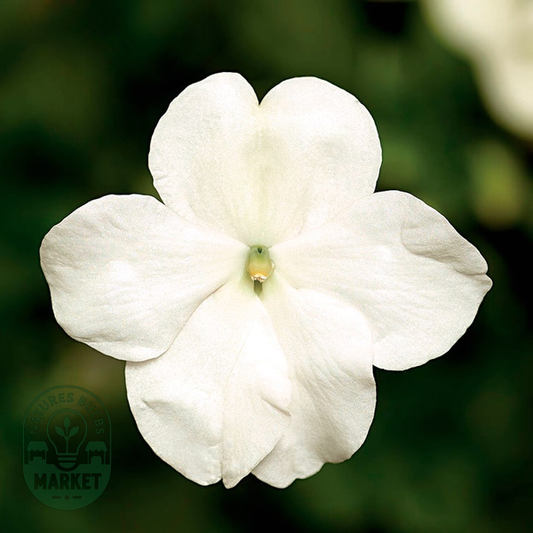 Imara™ XDR White Impatiens Seeds