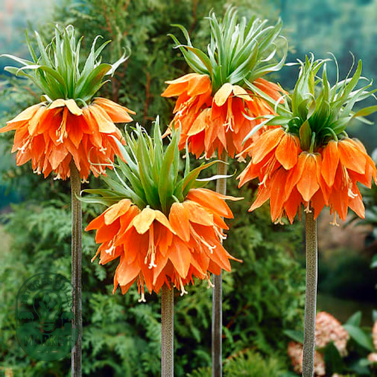 Imperialis Aurora