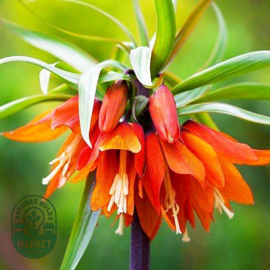 Imperialis Orange Beauty
