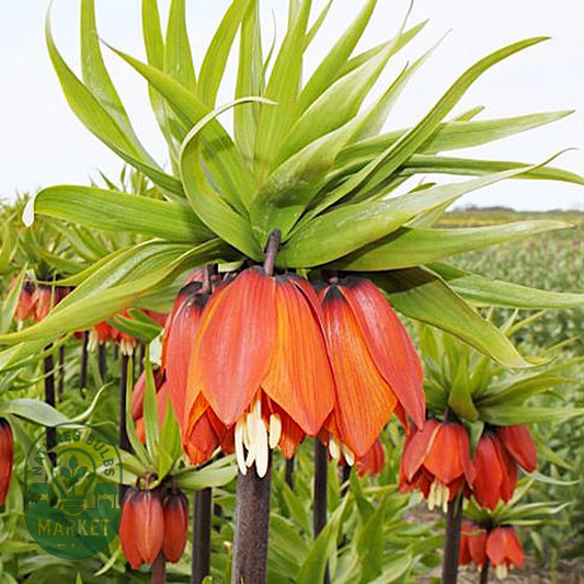 Imperialis Orange Brilliant