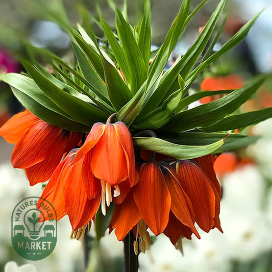 Imperialis Rubra