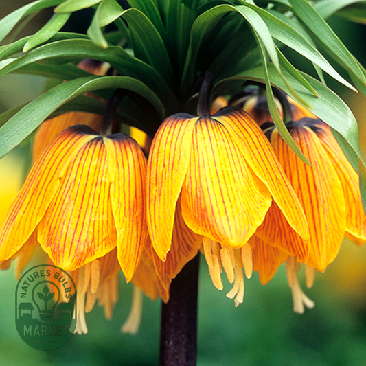 Imperialis Striped Beauty