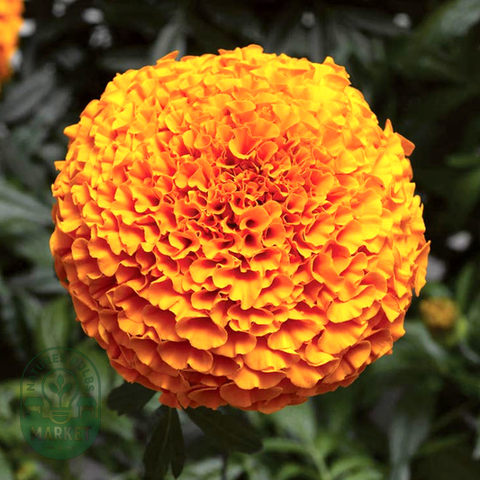 Inca II™ Deep Orange Hybrid Marigold Seeds