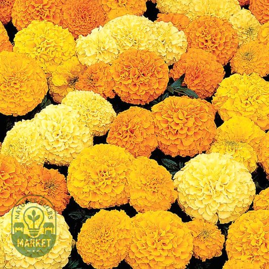 Inca II™ Mix Hybrid Marigold Seeds