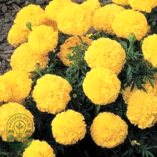 Inca II™ Yellow Hybrid Marigold Seeds