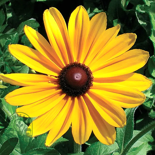 Indian Summer Rudbeckia Seeds