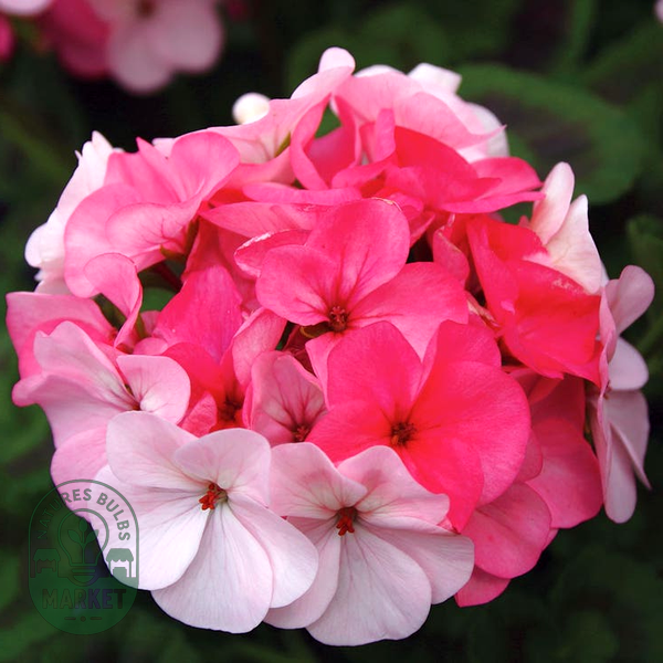 Inspire Appleblossom Geranium Seeds
