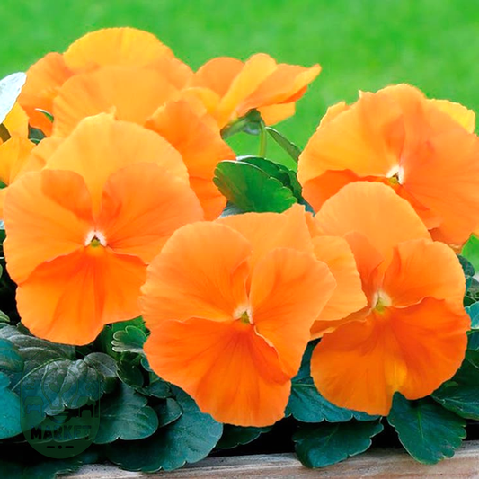 Inspire® DeluXXe Orange Pansy Seeds
