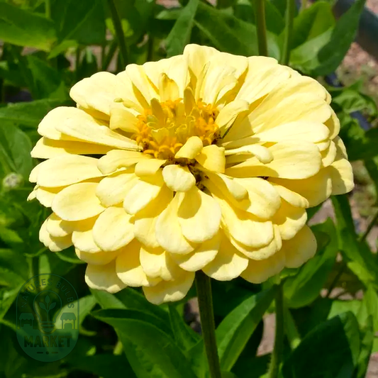Isabellina' Zinnia Seeds