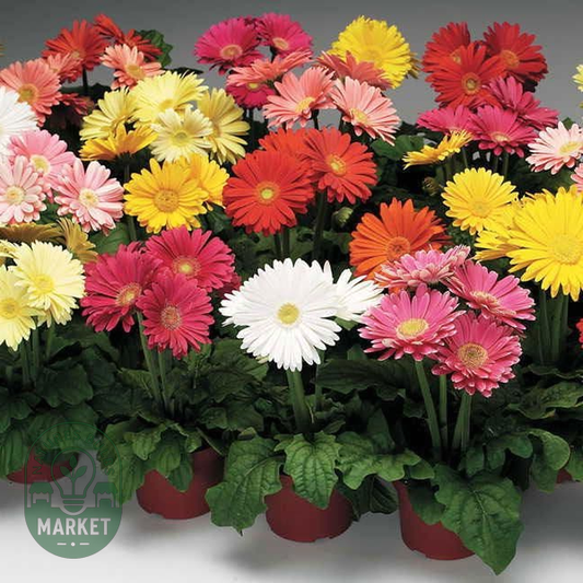 Jaguar™ Mix Gerbera Daisy Seeds