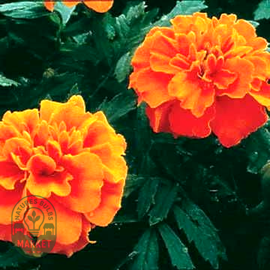 Janie Deep Orange Marigold Seeds
