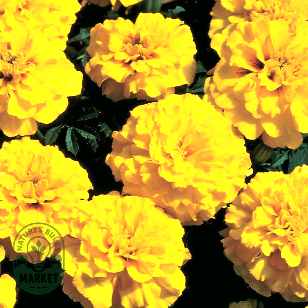 Janie Yellow Marigold Seeds