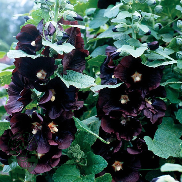 Jet Black Hollyhock Seeds