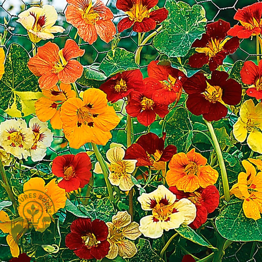 Jewel of Africa Nasturtium Seeds